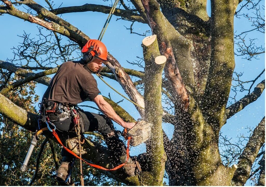 Baumpflege Baumschnitt Bocholt