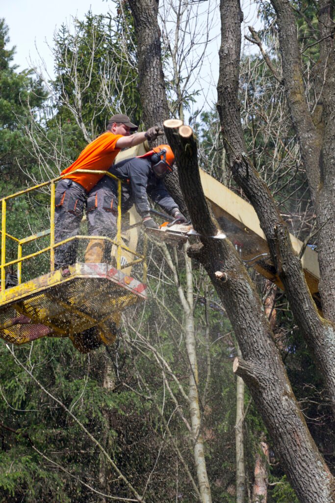 Baumpflege Baumkontrolle Bocholt