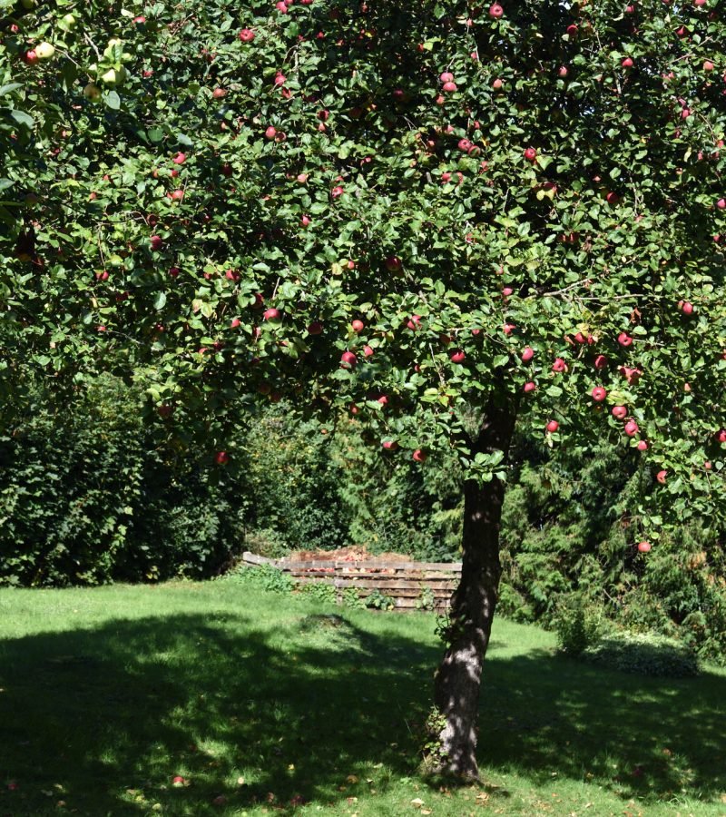 Obstbaumschnitt Baumpflege Bocholt